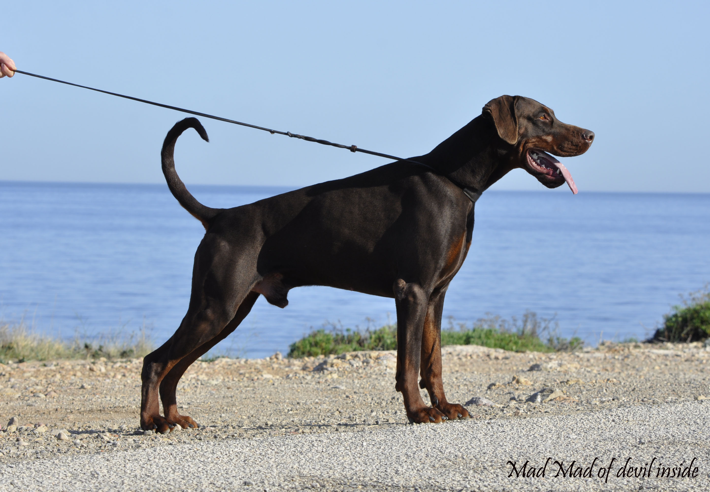 Chien6362847250268601052873MAD MAX OF DEVIL INSIDE Société Centrale Canine